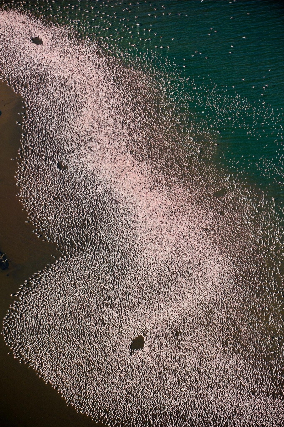 Kenya Flamingos: 3 Million Birds Turn Lakes Vibrant Pink